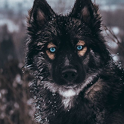 doggo1.png.98ad62be7d1ce8a7bfb644519f74cd87.png