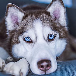 doggo10.png.68ace9e3c8f0c18fd3ef33bd421bde35.png