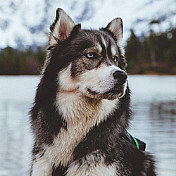 doggo11.png.563c3be55602f4290db17bc69588e528.png