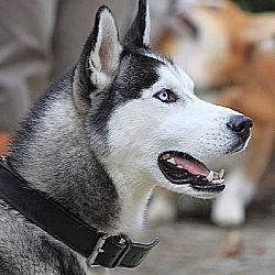 doggo2.png.d033826daeacffe1d3a6be5952a53569.png