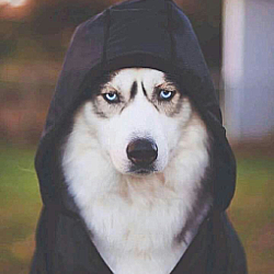 doggo3.png.c2b94f85823b9a678cc66e30ddfb1347.png