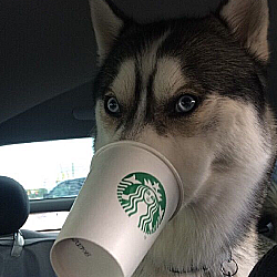 doggo4.png.ec5b643b102d8447d9ff5a17fc919c21.png
