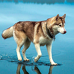 doggo5.png.8ce92bf711430c2434ca0ed3a37525b3.png