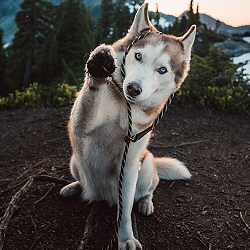 doggo6.png.7b3171ee87fe942331517e2ad063e40b.png
