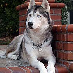 doggo8.png.986f42406a6453a6c9dfc808dc7f31ad.png
