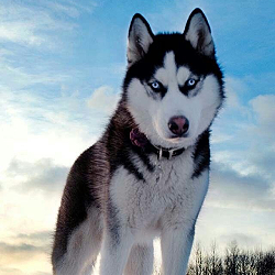 doggo9.png.4aa05a450cb16d07354143c90ed6b20d.png