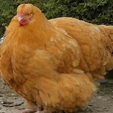 Milvislol1